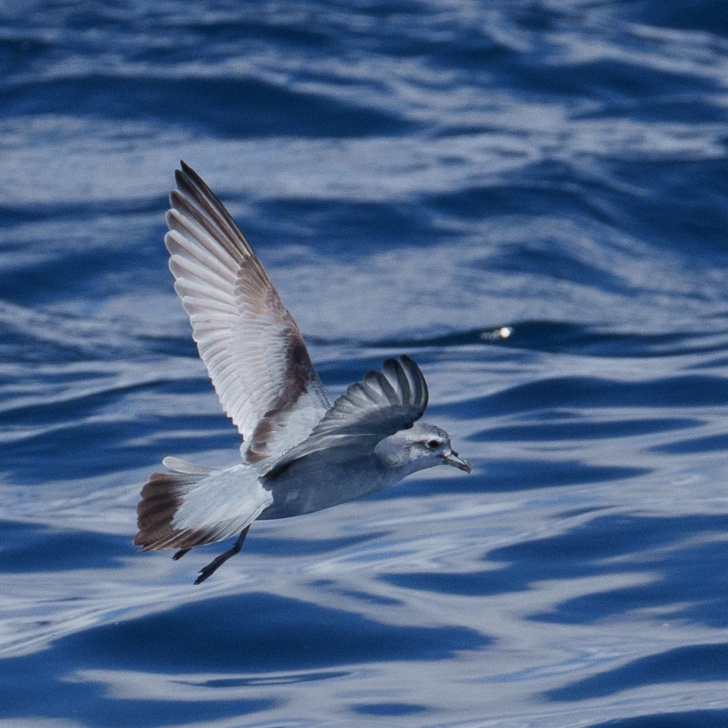 Fairy Prion - ML645240176