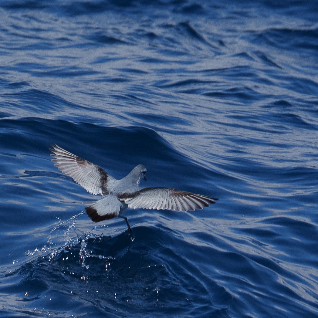 Fairy Prion - ML645240177