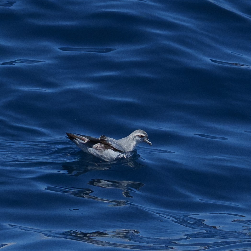 Fairy Prion - ML645240178