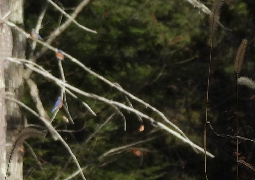 Блакитник східний - ML645240179