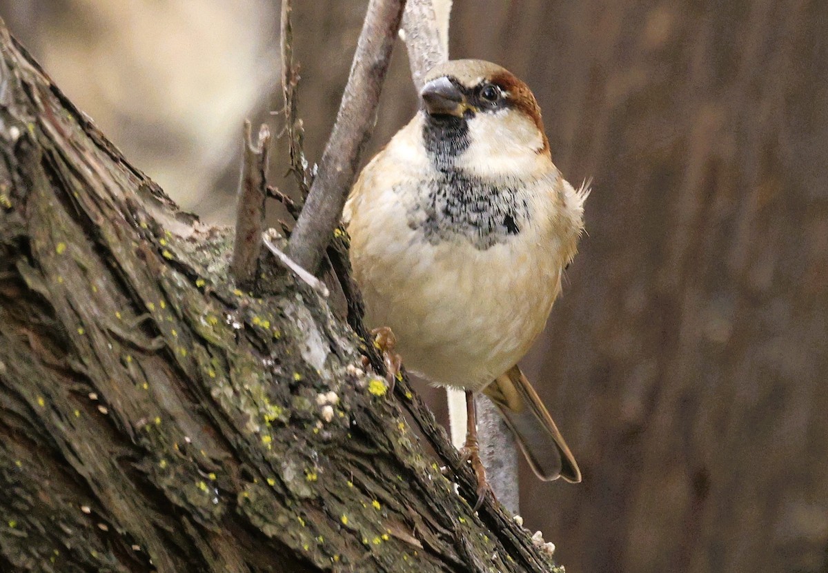 Gorrión Común - ML645240182