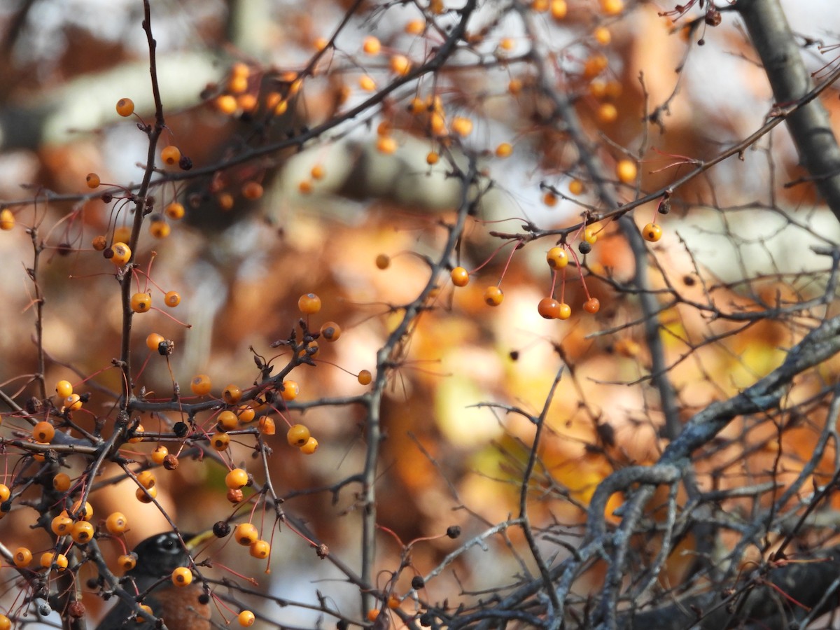 Странствующий дрозд - ML645240183