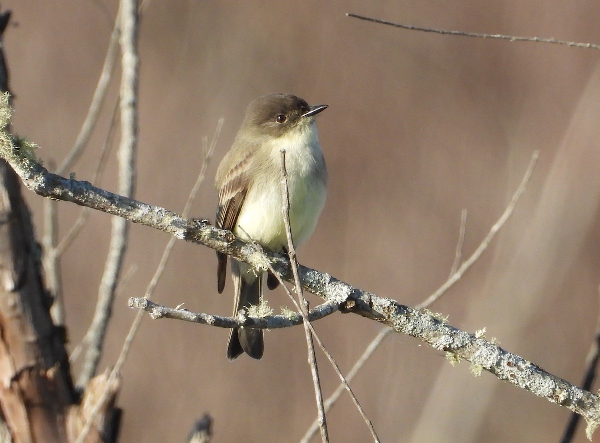 Weißbauch-Phoebetyrann - ML645240193