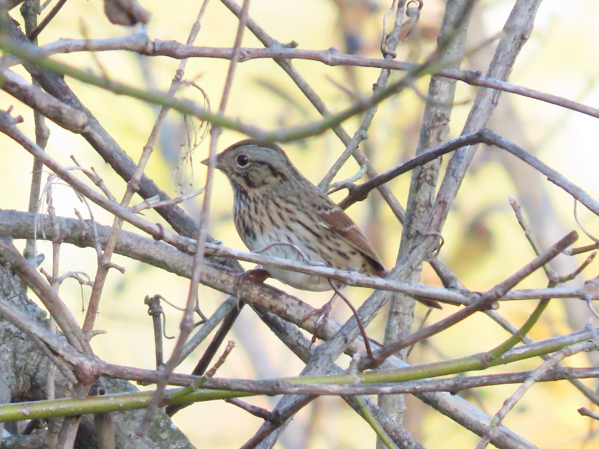 Lincoln's Sparrow - ML645240203