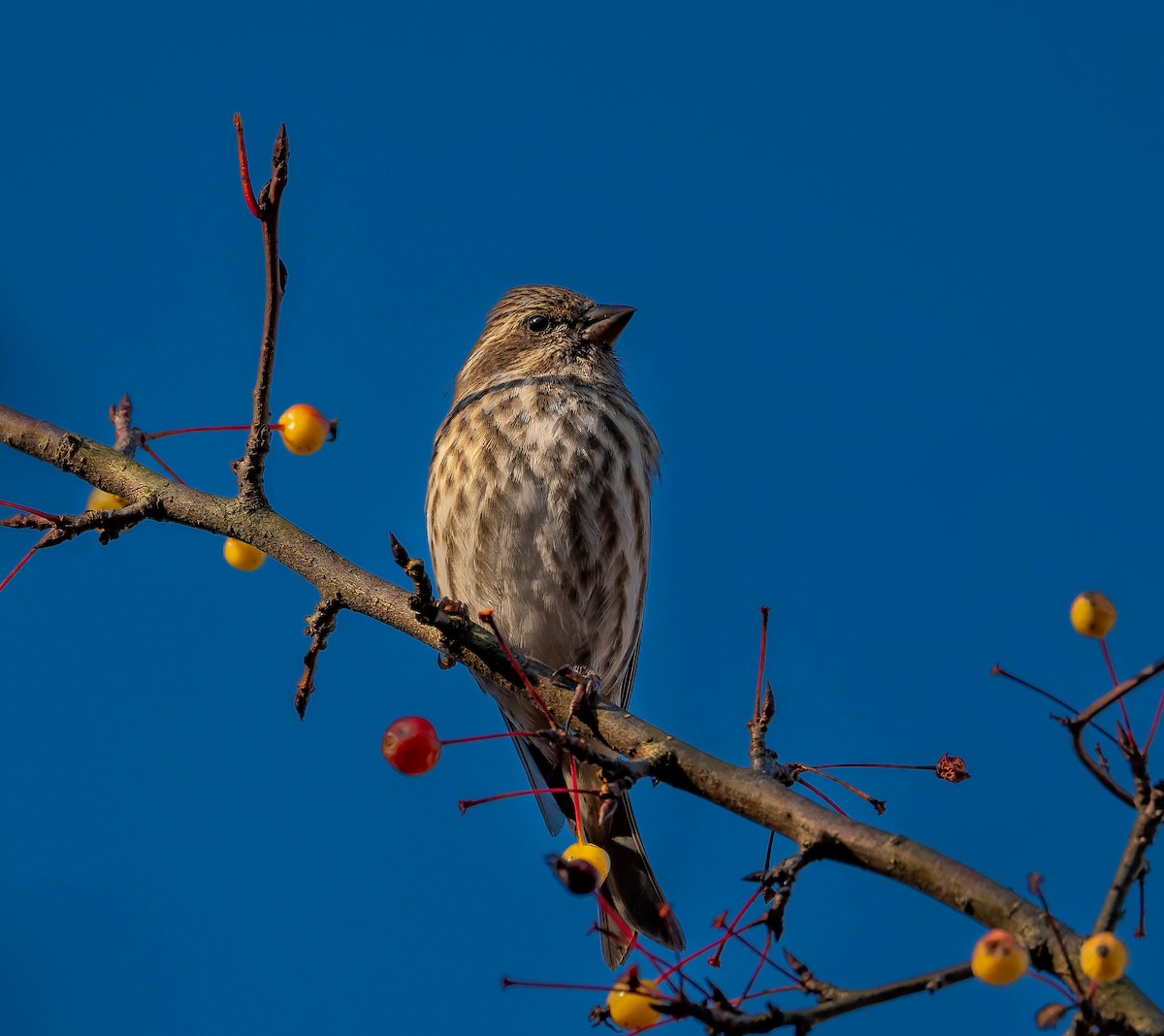 Чечевиця кармінова - ML645240204