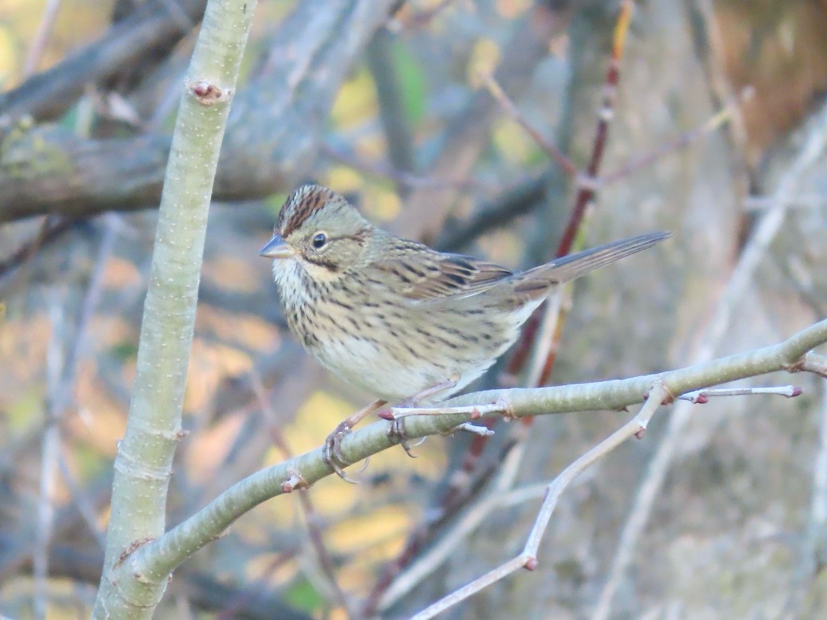 Lincoln's Sparrow - ML645240208