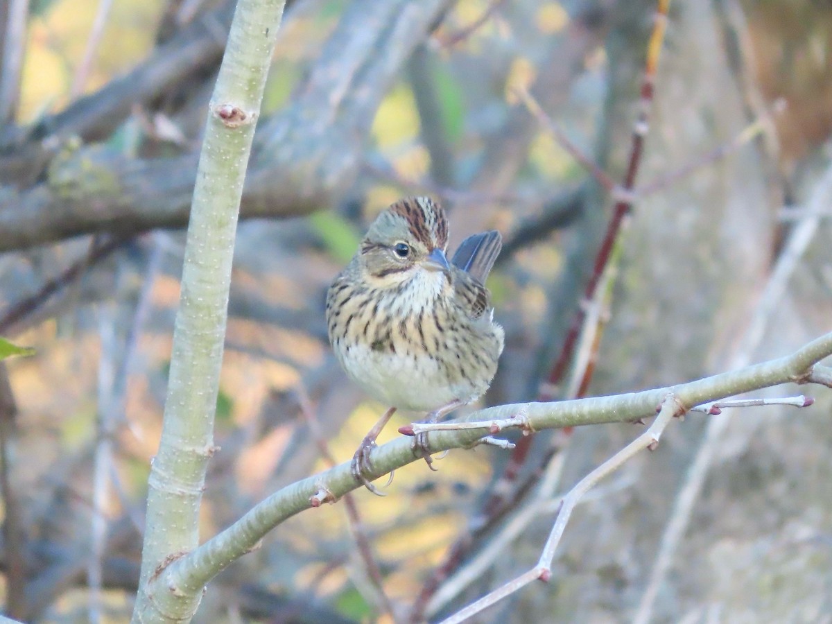 Lincoln's Sparrow - ML645240209
