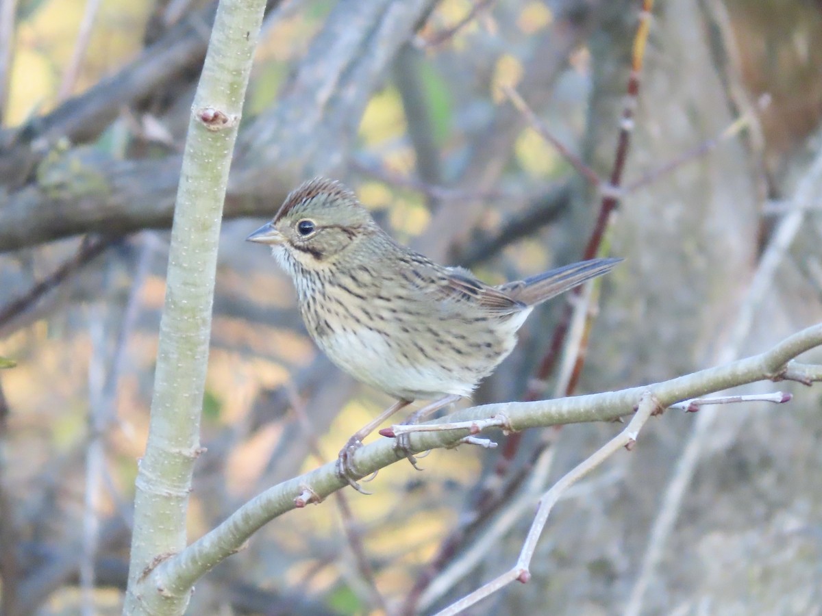 Lincoln's Sparrow - ML645240210