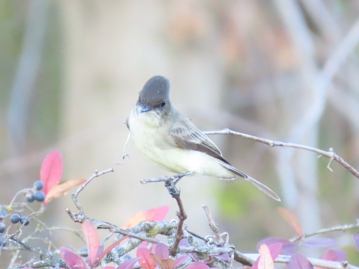 Weißbauch-Phoebetyrann - ML645240219