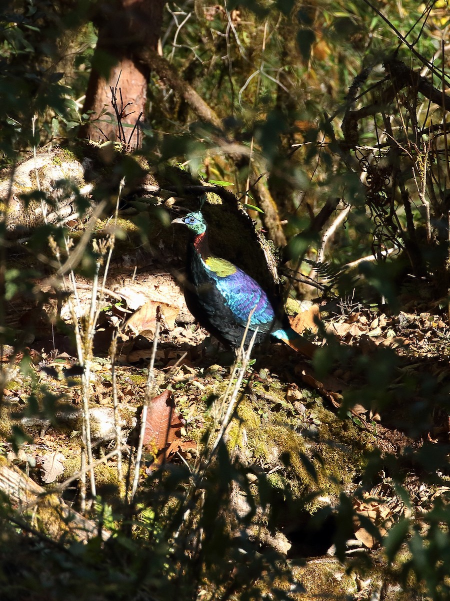 ニジキジ - ML645240243