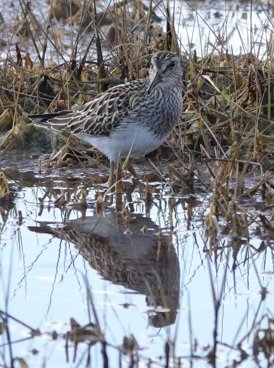 Pectoral Sandpiper - ML645240250