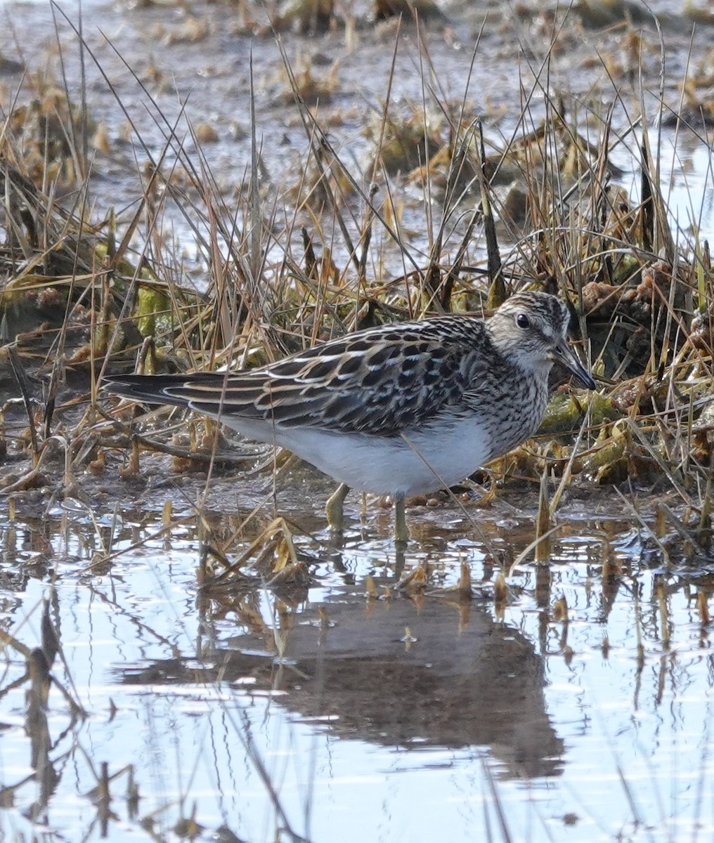 Pectoral Sandpiper - ML645240251