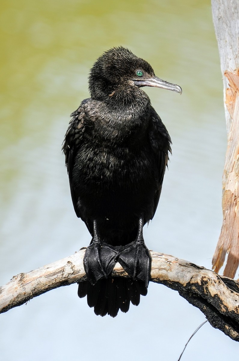 Little Black Cormorant - ML645240252