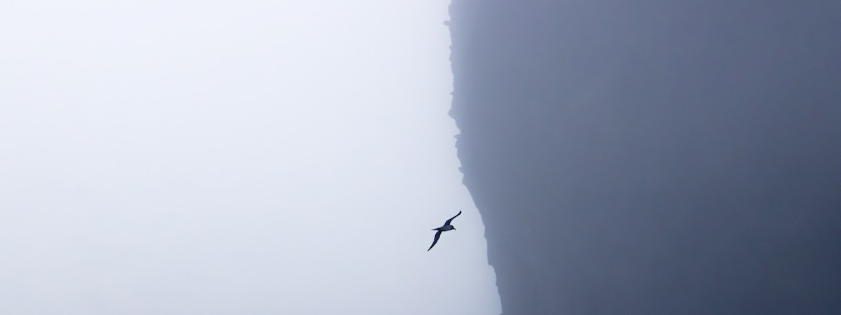 Graumantelalbatros - ML645240253