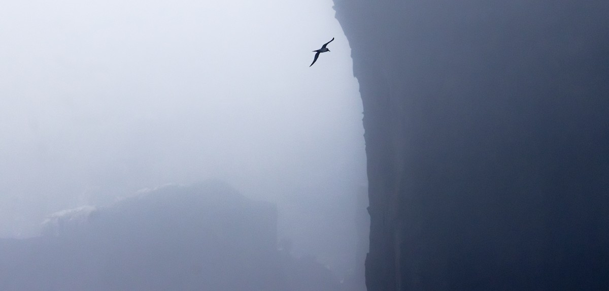 Graumantelalbatros - ML645240254