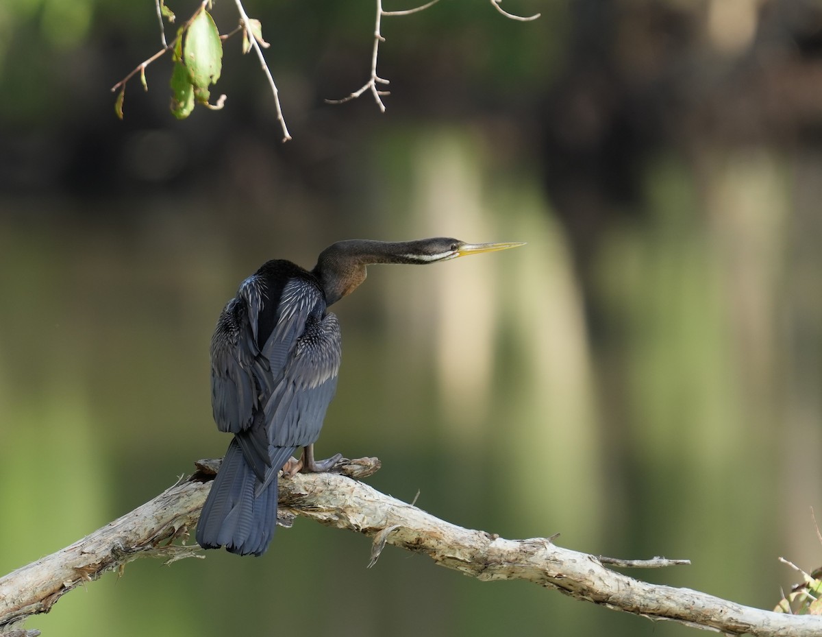 Australasian Darter - ML645240255