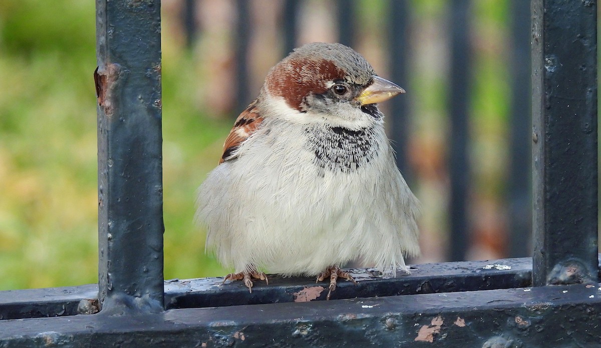 Gorrión Común - ML645240262
