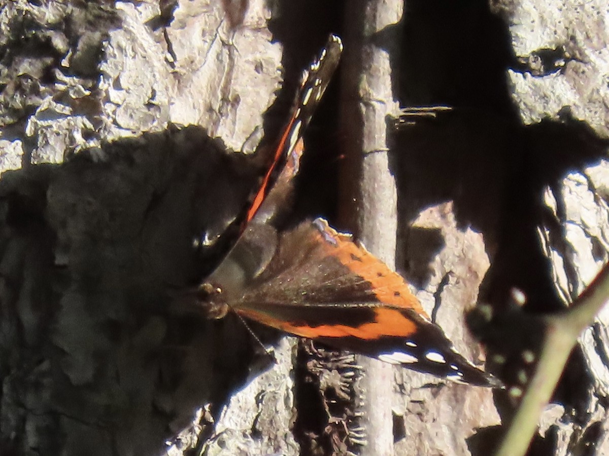 優紅蛺蝶 - ML645240271