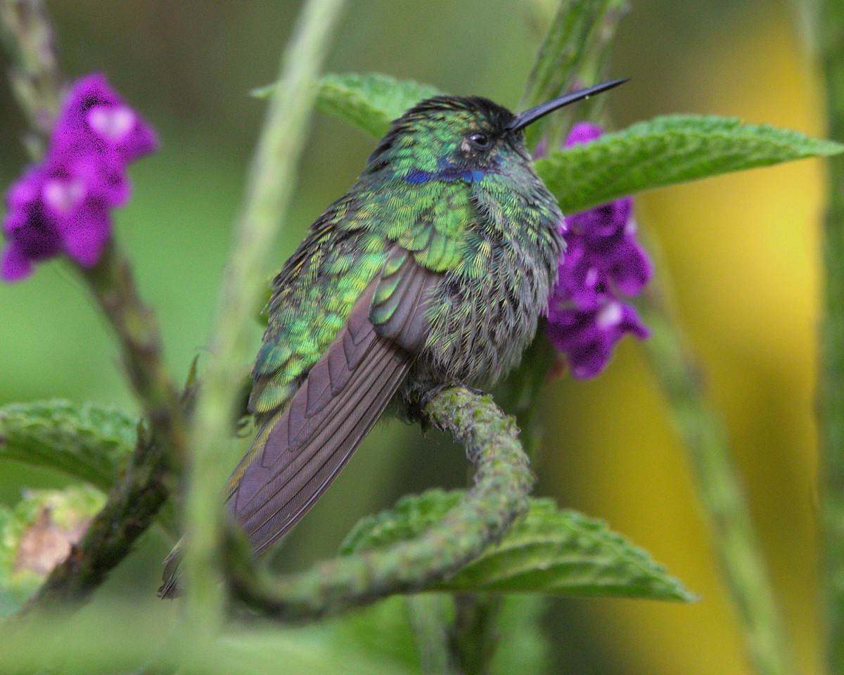 Колібрі синьочеревий - ML645240274