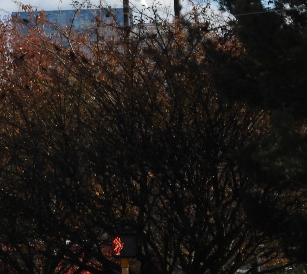 Arabazozo pikarta - ML645240287