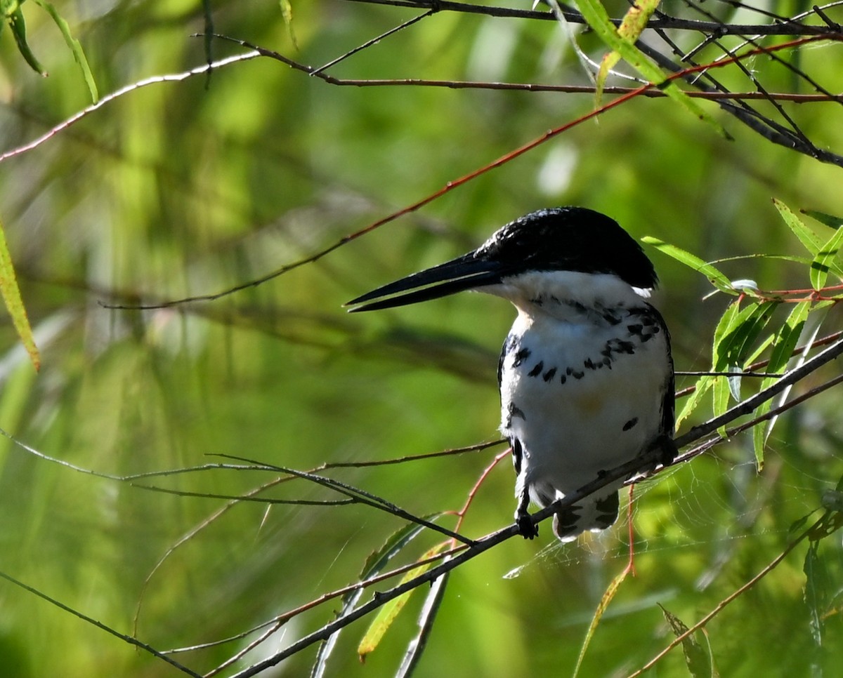 Green Kingfisher - ML645240302