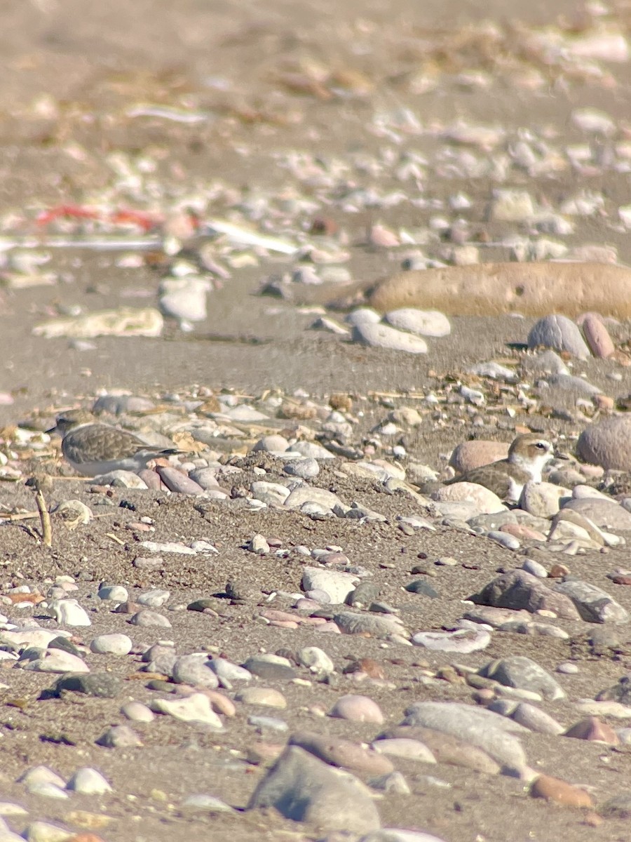 Snowy Plover - ML645240313