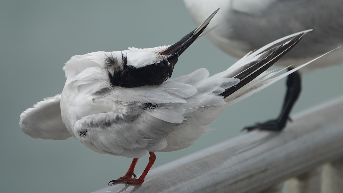 Roseate Tern - ML645240314