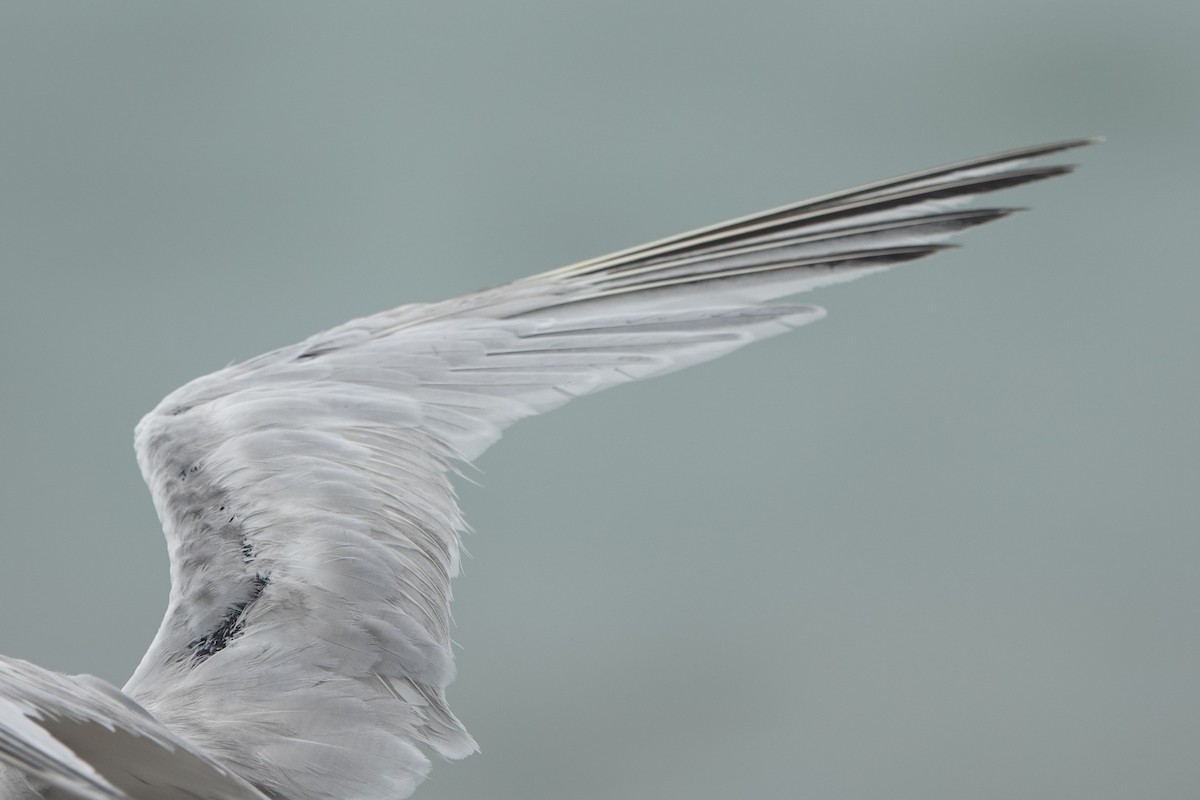 Roseate Tern - ML645240315