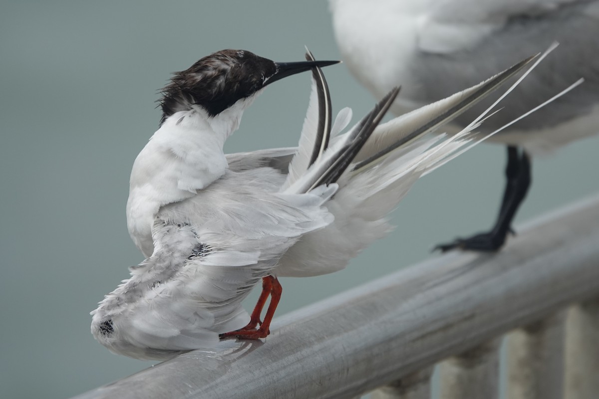 Roseate Tern - ML645240316