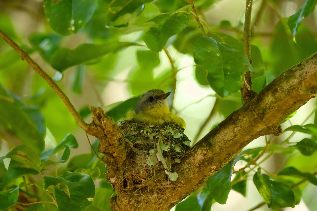 Doğulu Sarı Bülbül - ML645240317