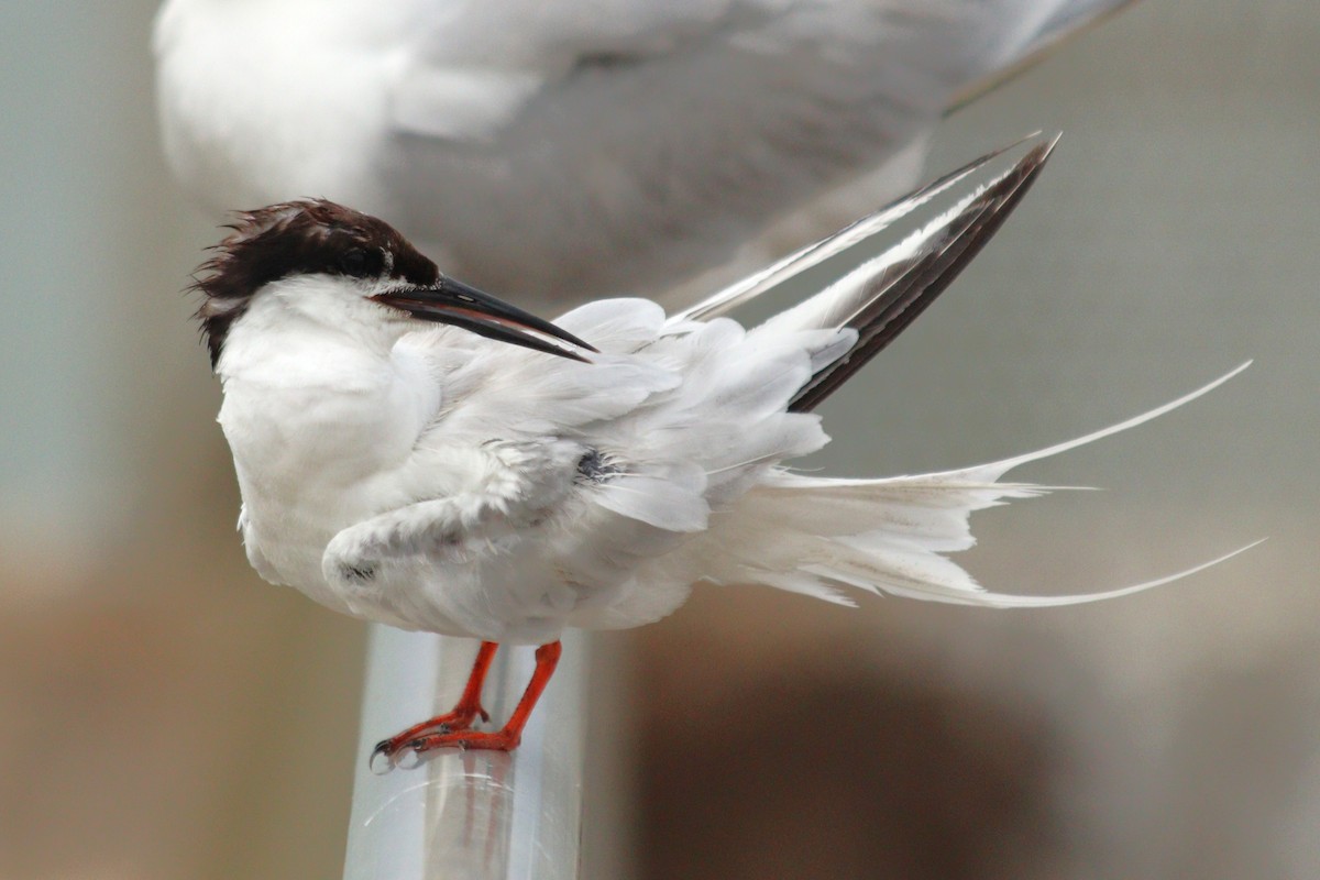 Roseate Tern - ML645240318