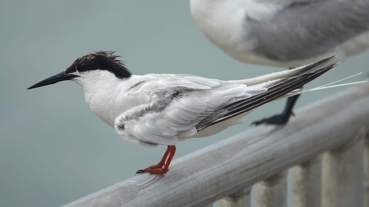 Roseate Tern - ML645240319