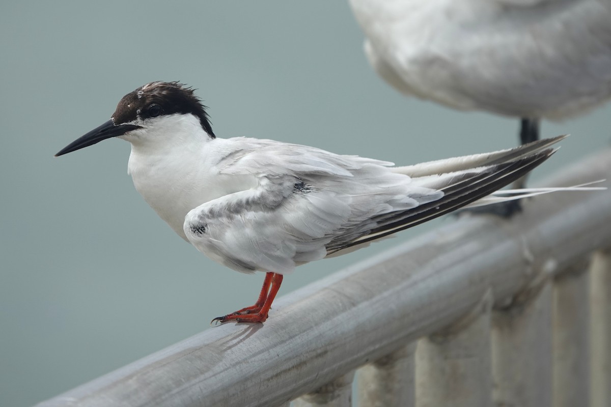 Roseate Tern - ML645240320