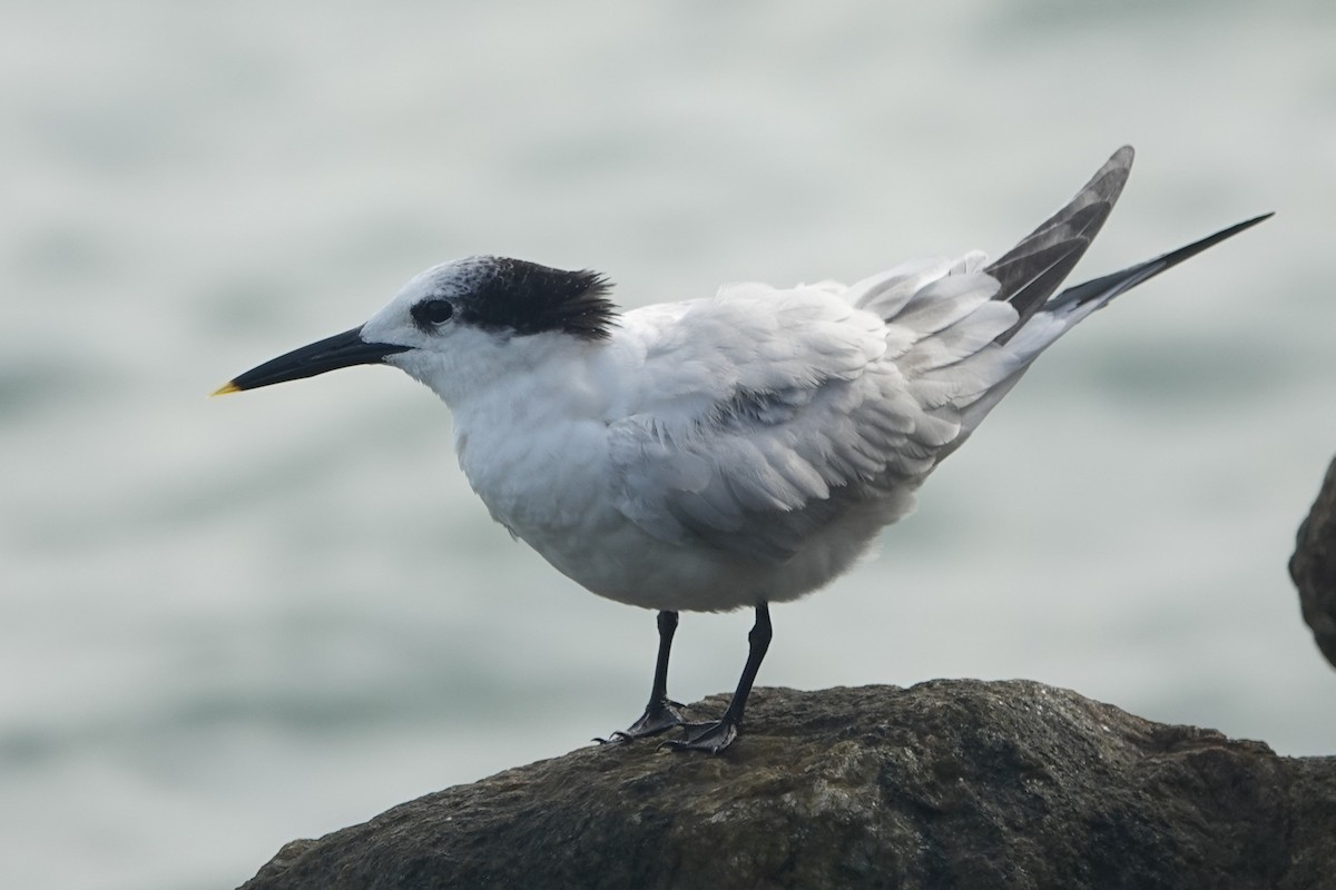 Sandwich Tern - ML645240323