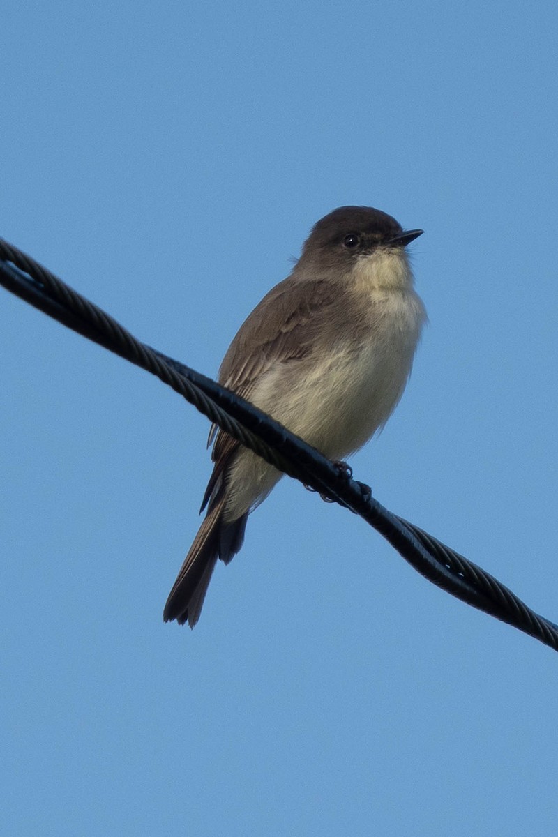 Weißbauch-Phoebetyrann - ML645240324