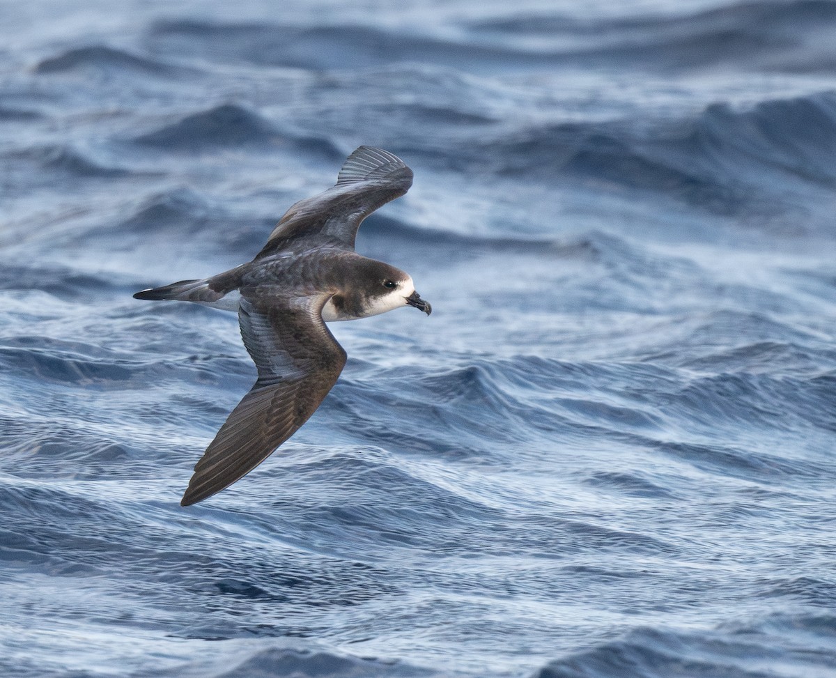 bermudapetrell - ML645240326