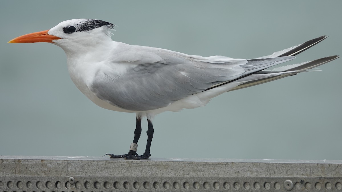 Royal Tern - ML645240328