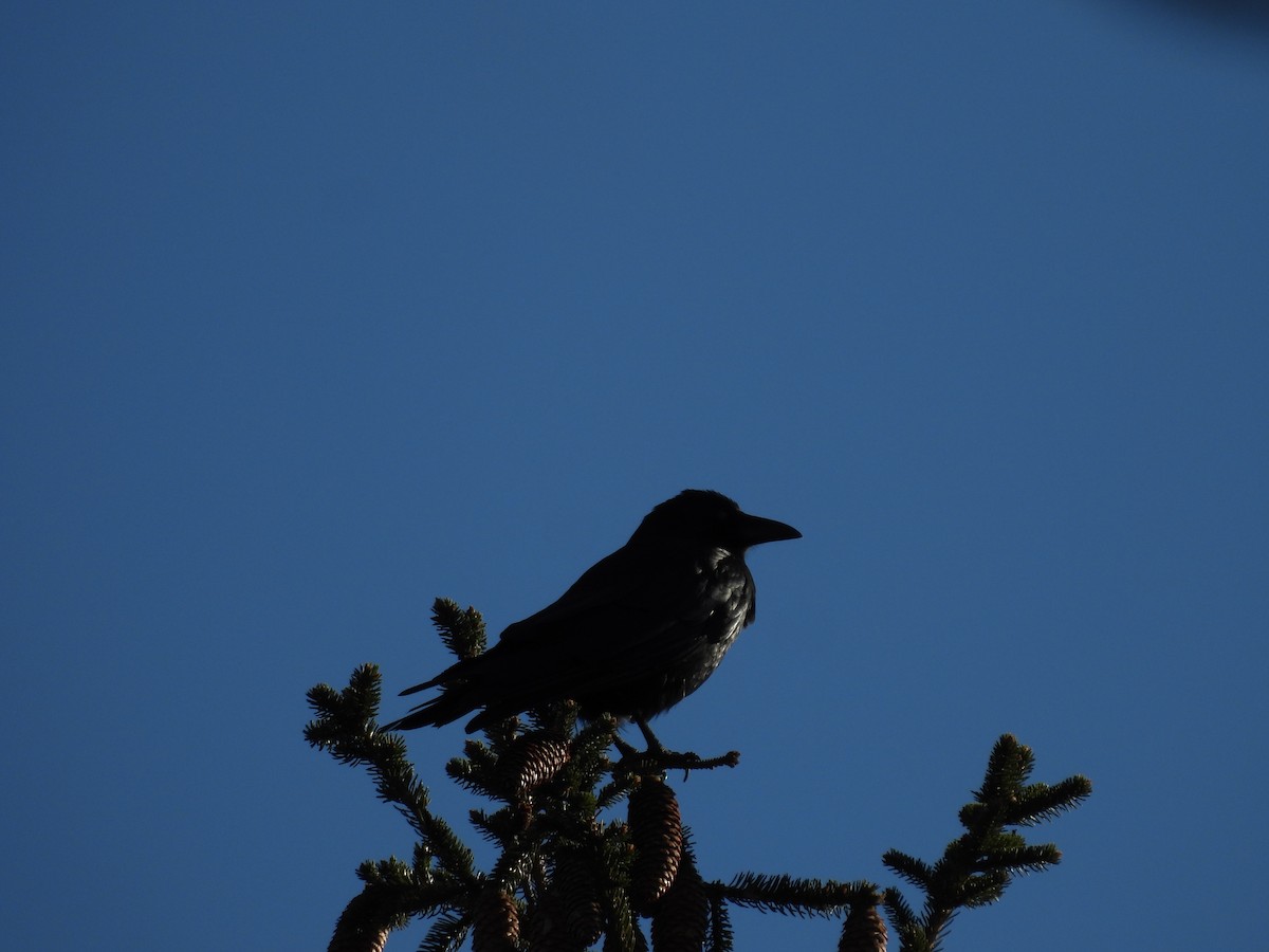 American Crow - ML645240330