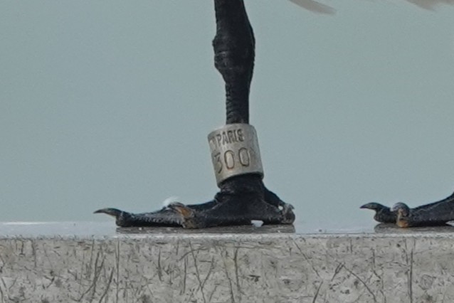 Royal Tern - ML645240331