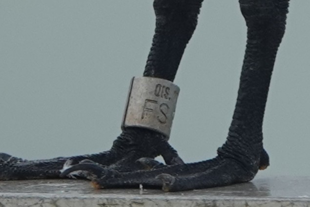 Royal Tern - ML645240332