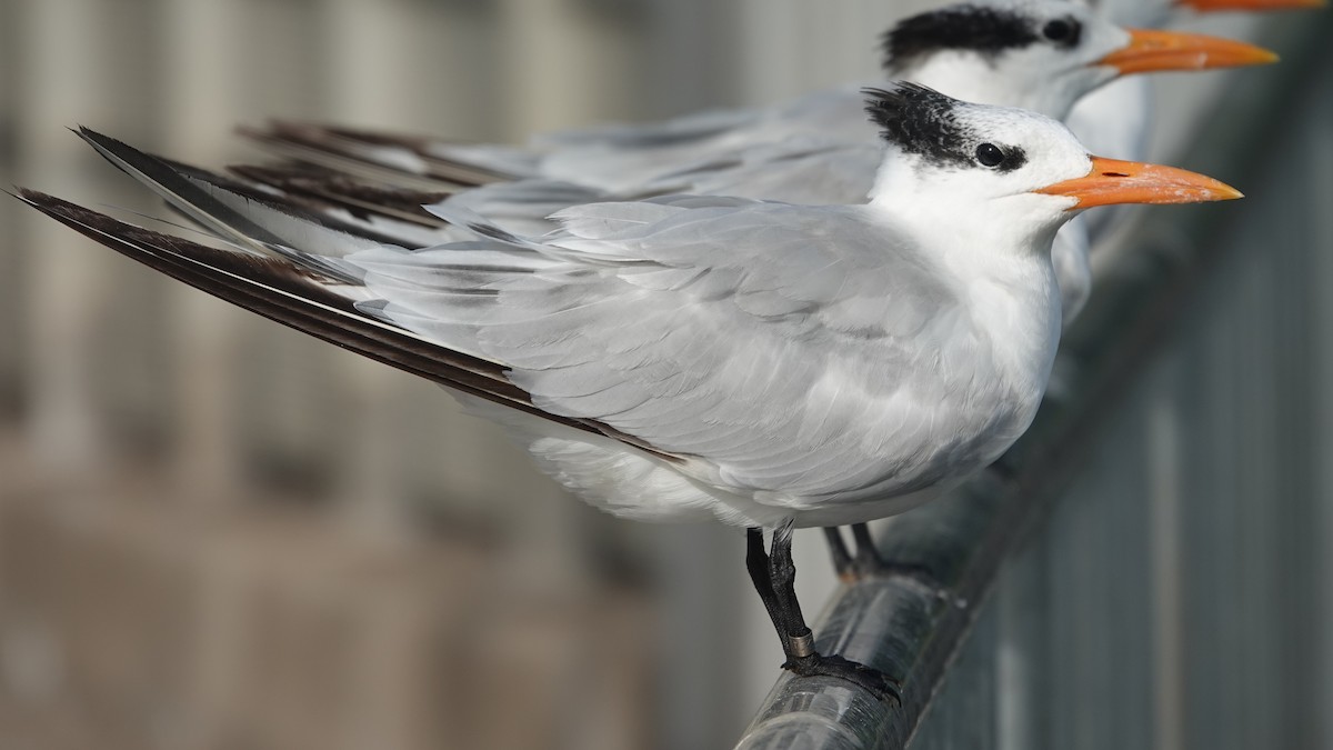 Royal Tern - ML645240335