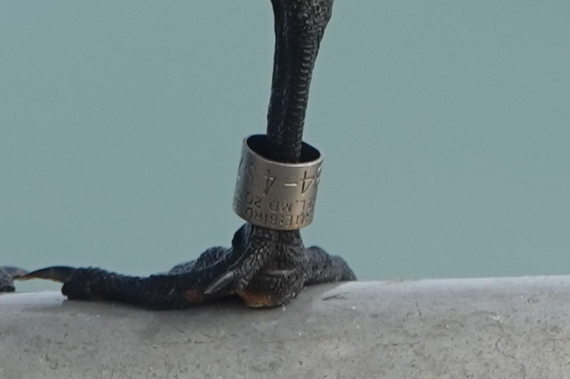 Royal Tern - ML645240345