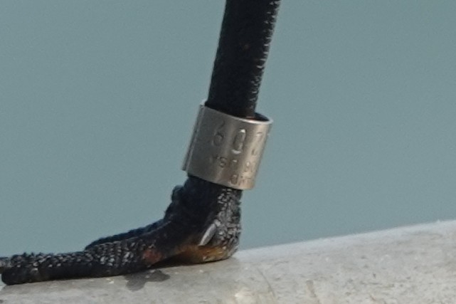 Royal Tern - ML645240346