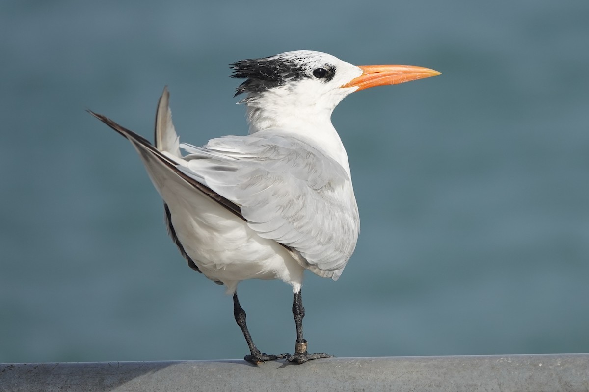 Royal Tern - ML645240352