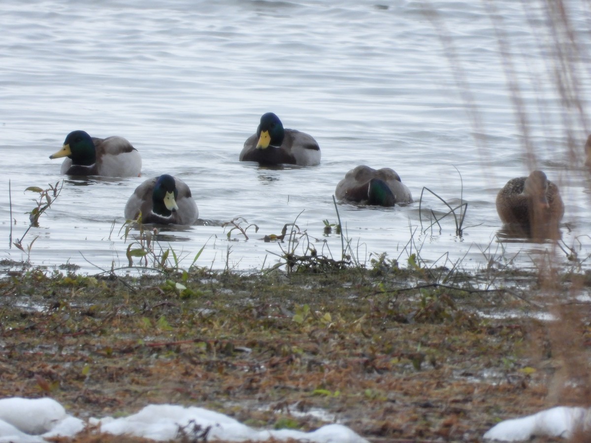 Зэрлэг нугас - ML645240366