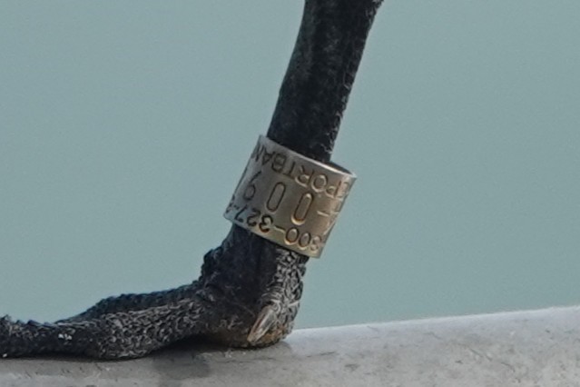 Royal Tern - ML645240367