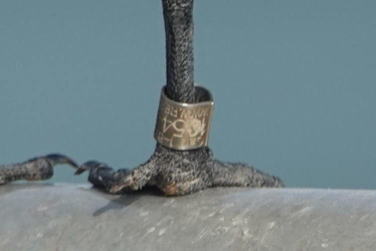 Royal Tern - ML645240368