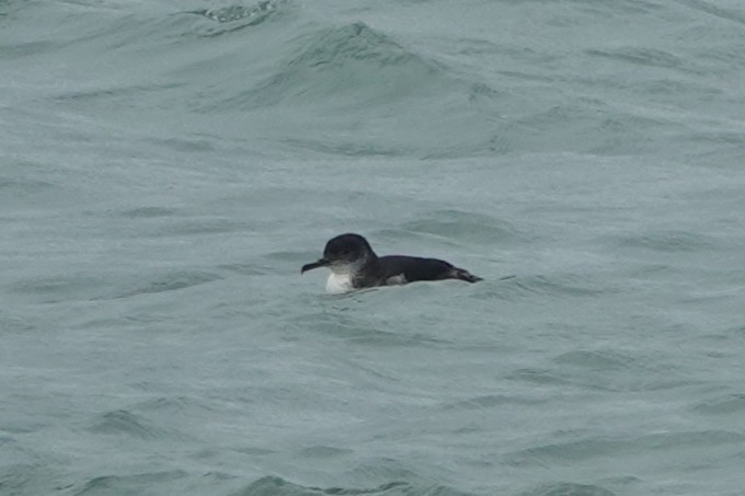 Manx Shearwater - ML645240375