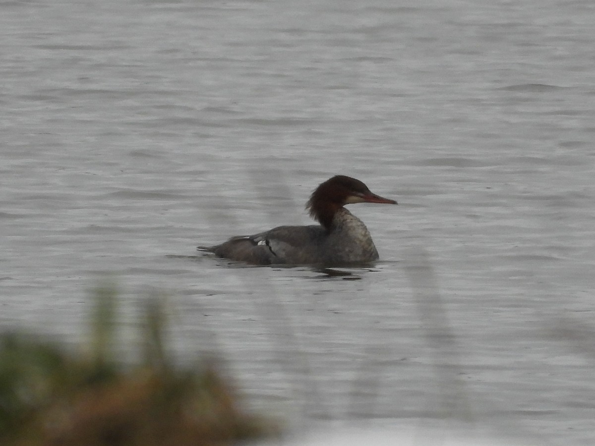 Хумхин бохио - ML645240377