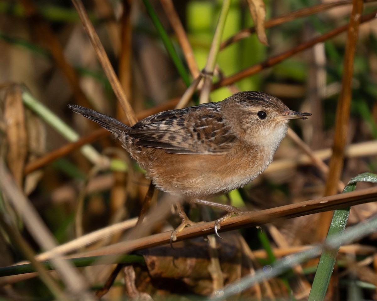 Sedge Wren - ML645240380